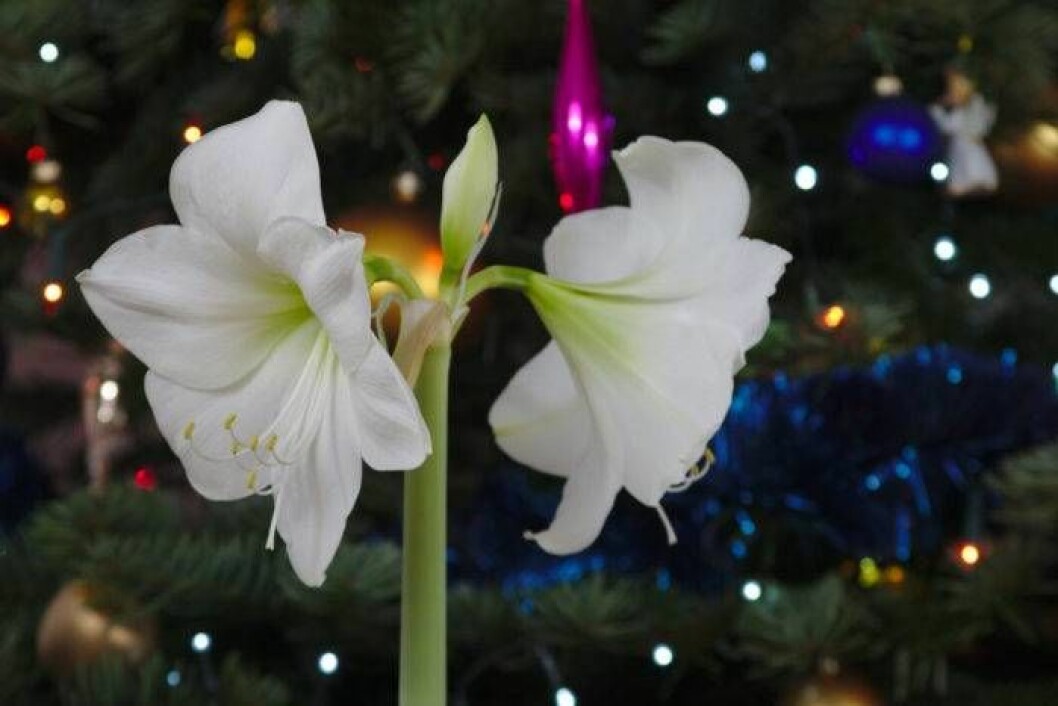 Foto: IBL Bildbyrå Vit, blommande amaryllis.