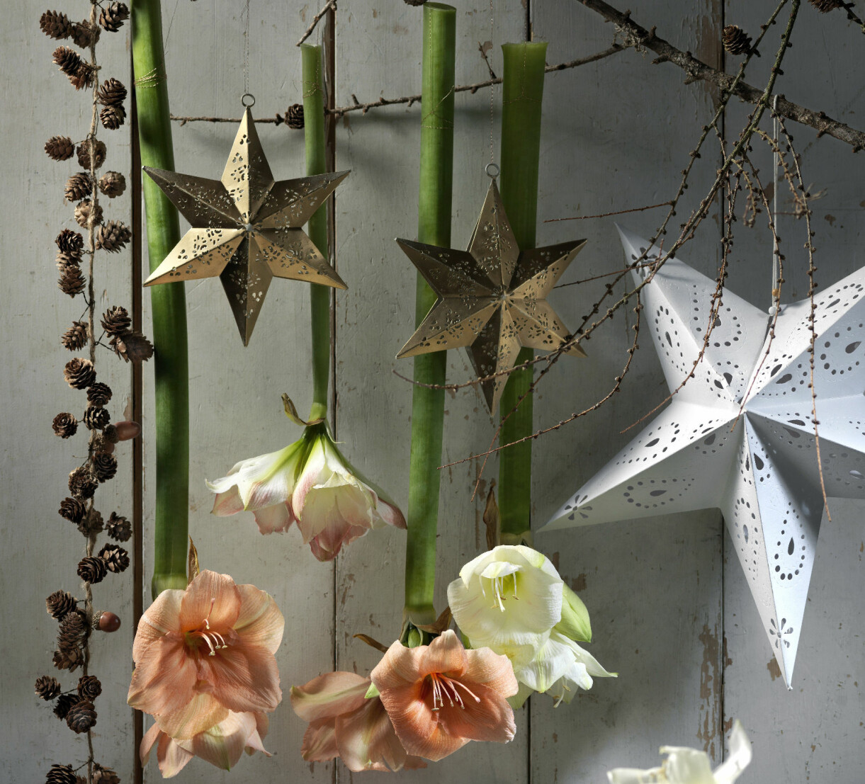 Amaryllis upphängd upp och ner för ett väggarrangemang.