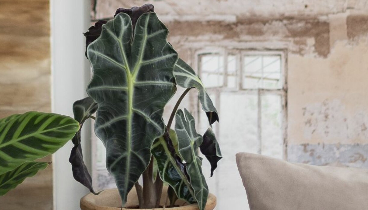 Se upp! Var försiktig med amazonsköljd om du har barn eller husdjur. Växten är nämligen giftig och kan ge irritation i huden och i ögonen. Amazonsköld är en exotisk och lite svårare att sköta växt.