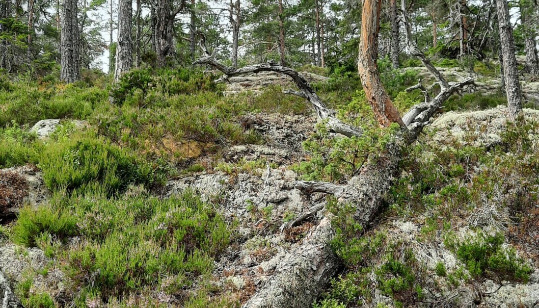 Tall i Lövvik som vält. Den liggande stammen har fått nytt liv genom en av dess grenar som bildar det nya trädet.