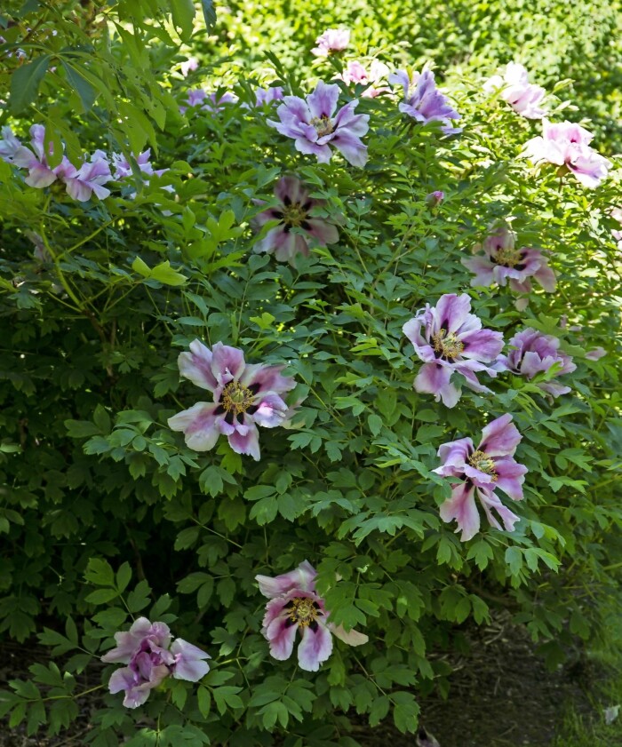 'Anna Maria' är en vacker lutea-hybrid med lite vilt uttryck. Blommorna är lavendelfärgade med mörkare basalfläck. Höjd 90 - 150 centimeter. 'Anna Marie' är en vacker lutea-hybrid.