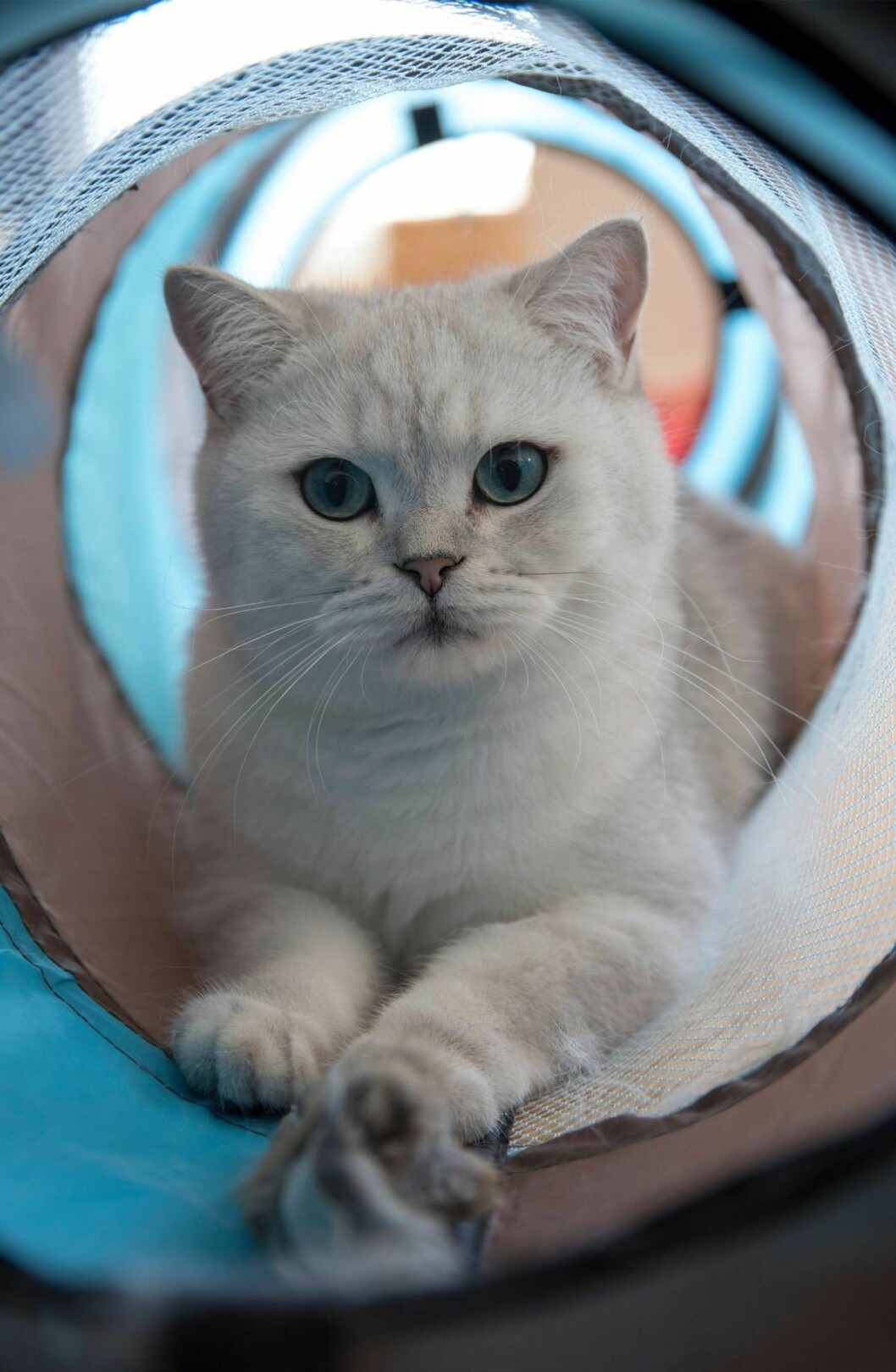 Emil är lekfull, bossig och otroligt söt. Katten Emil ligger i ett rör och tittar in i kameran.