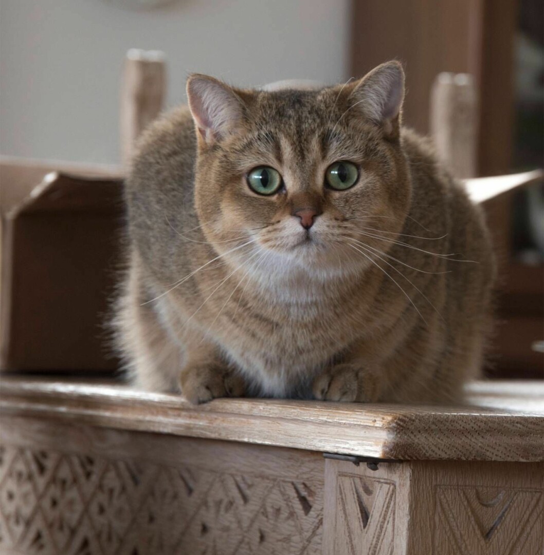 Emma är Biancas gyllene dotter. Hon är den mest skygga i familjen, håller lite avstånd och synar noga besökare. Den bruna katten Emma har gröna ögon och sitter på ett bord och tittar in i kameran.