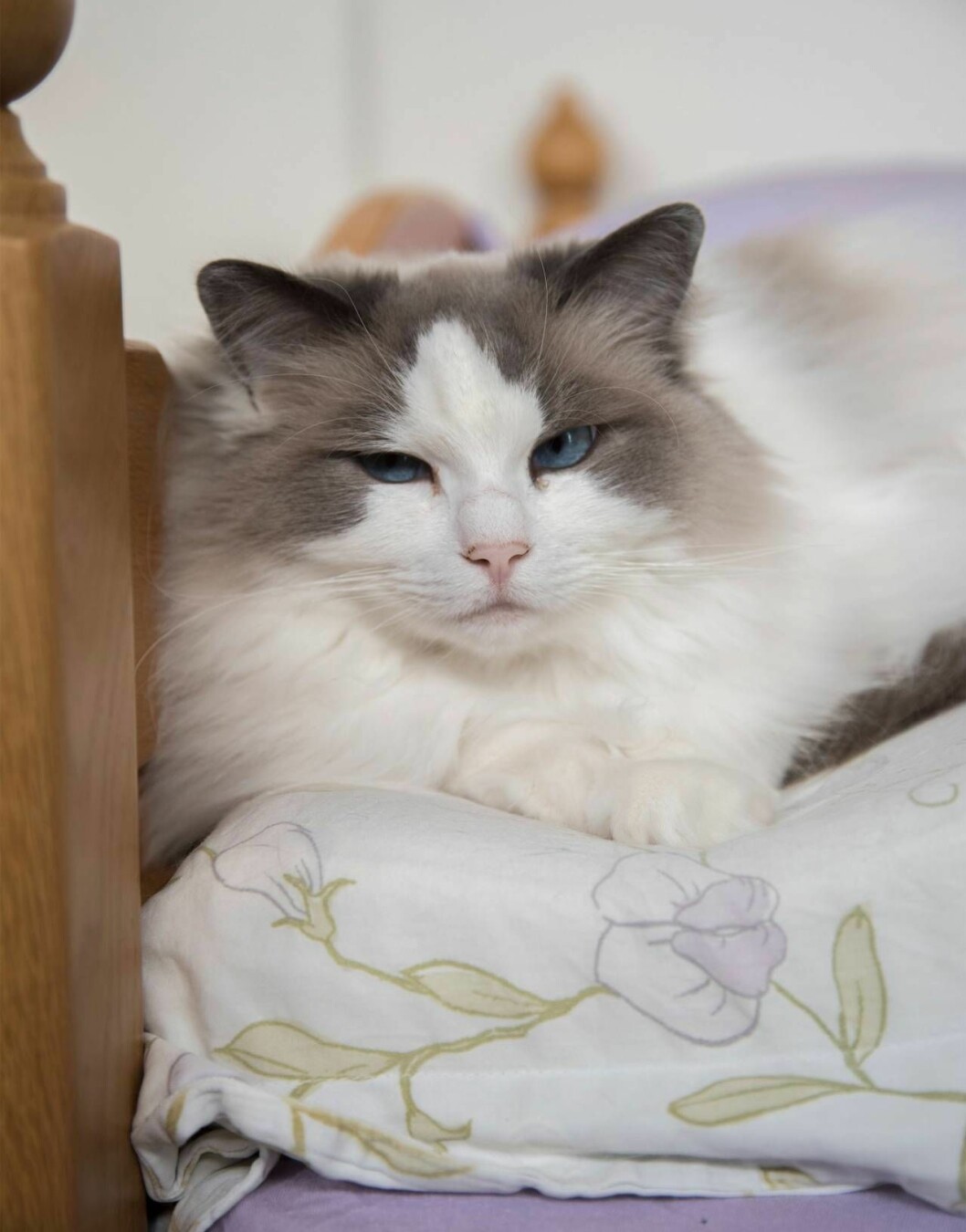 Molly kallas även Drottning Molly. Hon är halvsyster till Marius. Båda är av rasen ragdoll. En vit katt med grått huvud, Molly, ligger och myser på en filt.