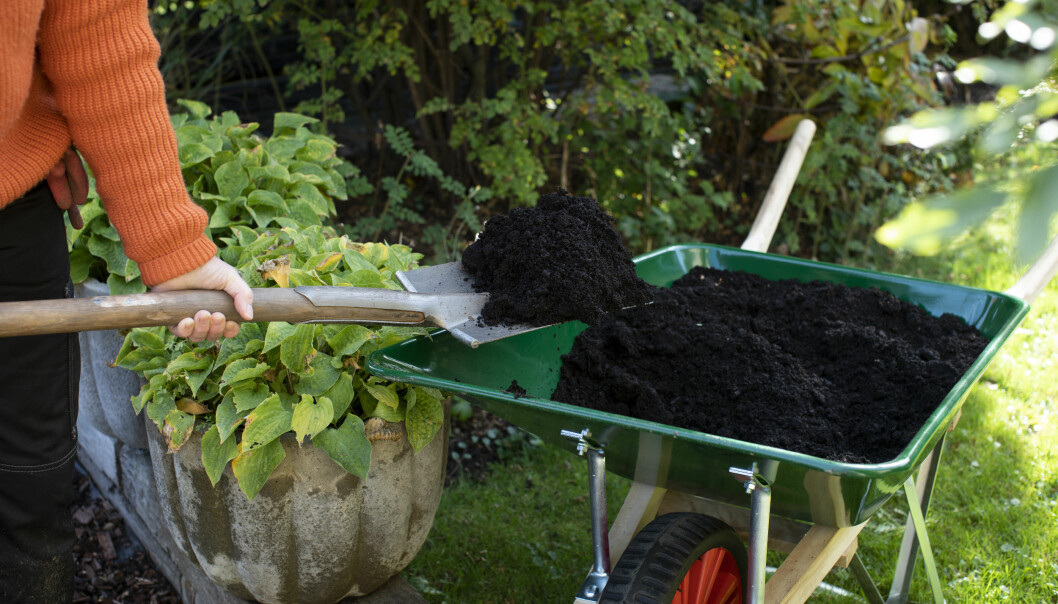 Gödsla jorden med t ex kogödsel innan plantering. Anni Jähde hämtar jord med sin spade från skottkärran till jorden där vitlöken ska odlas.