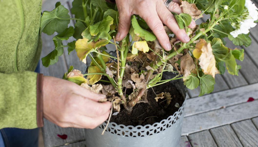 Anni Jähde klipper bort allt visset på pelargonen inför övervintringen.