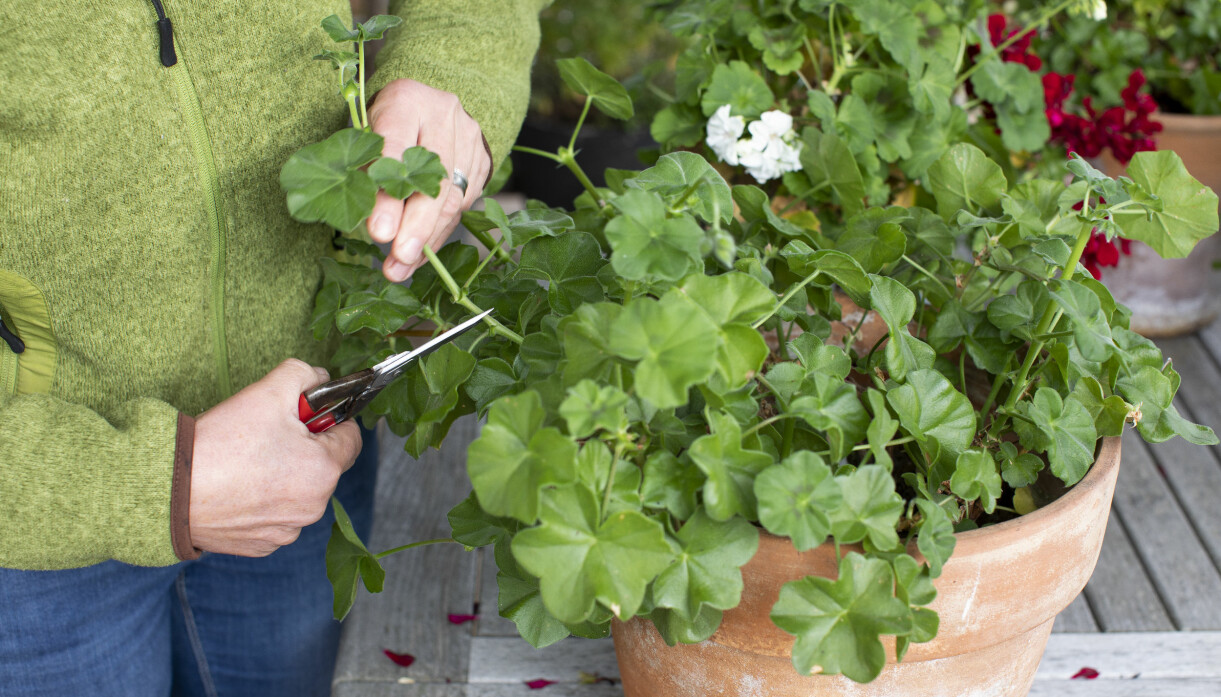 Klipp in pelargonerna lite om det är svårt att få plats med dem i vinterförvaret. Anni Jähde klipper ner pelargonerna lite inför vinterförvaringen.
