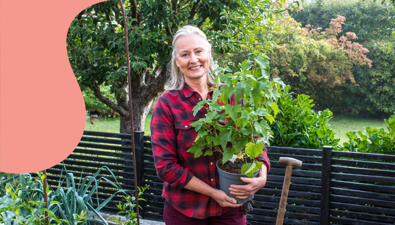Anni Jähde med en bärbuske som hon här visar dig hur du planterar.