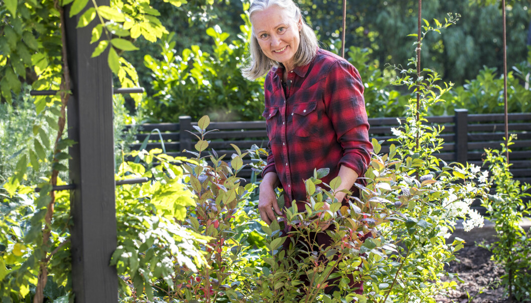 Satsa på ett par, tre blåbärsplantor i trädgården. Bären är underbara, plantorna fyller upp fint och bladen börjar fram i september skifta i höstens vackra färger. Anni Jähde med sina nyplanterade blåbärsbuskar.