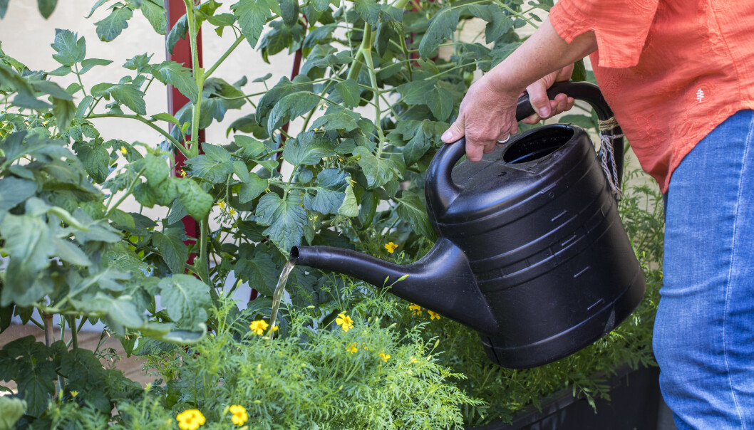Tomatplantor kräver mycket näring. Extra gödsling, till exempel i vattnet, krävs några veckor efter plantering. Anni Jähde vattnar tomatplantorna