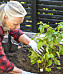 Anni Jähde visar hur du planterar din vinbärsbuske för lång, stor och riklig skörd.