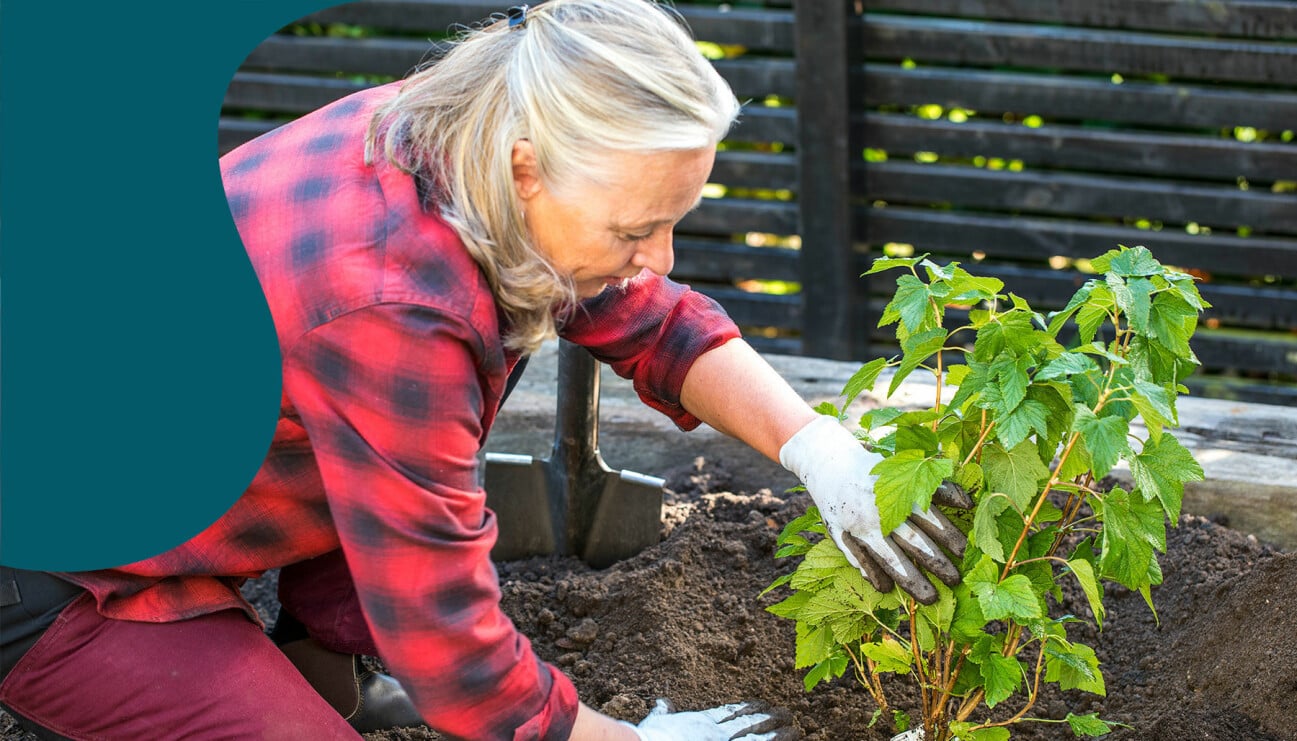 Anni Jähde visar hur du planterar vinbärsbuskar.