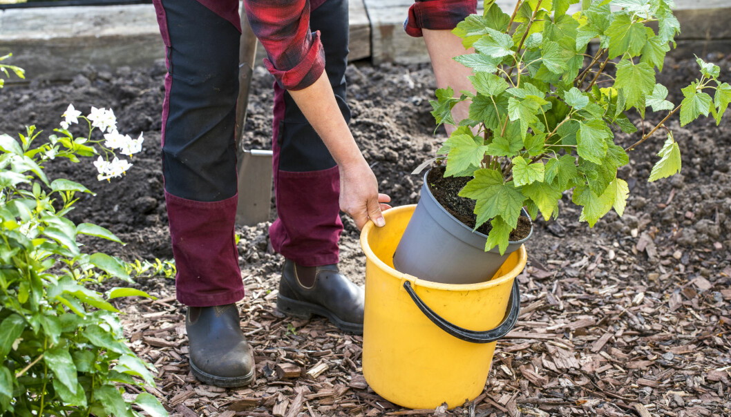 Anni Jähde visar hur du vattnar vinbärsbuskens rötter med en hink.