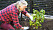 Anni visar hur djupt du ska plantera din bärbuske.