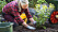Anni visar hur du planterar din blåbärsbuske i marken.