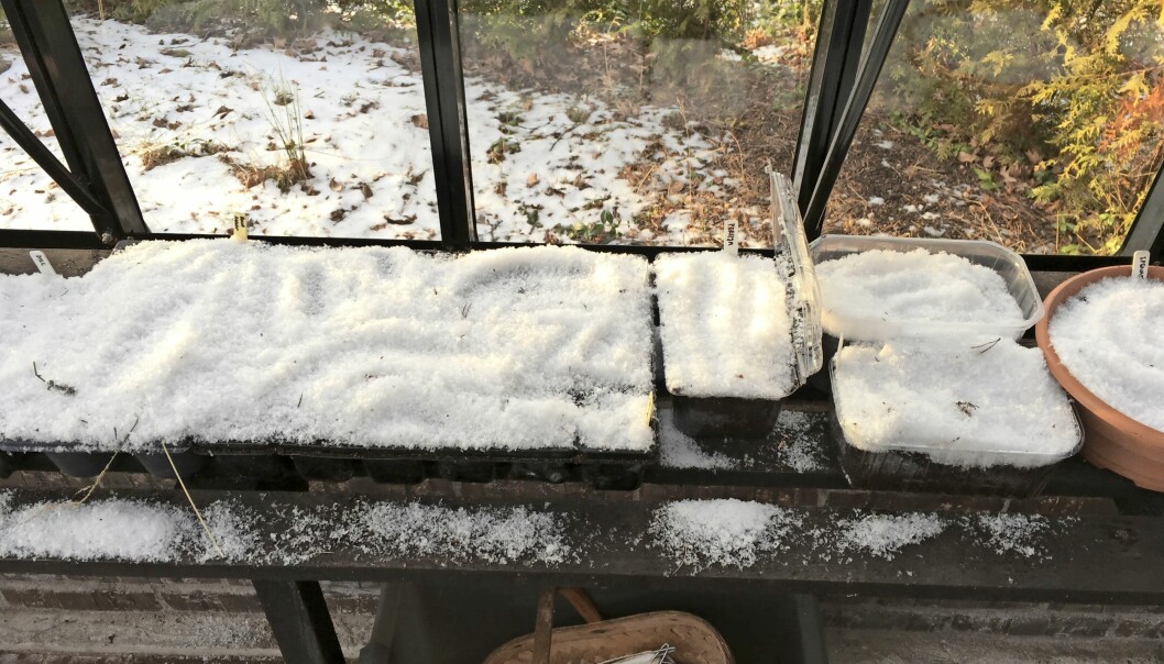 Persilja, dill, kål och en del sommarblommor kan vintersås. Ett lager snö på blir till automatisk bevattning när den smälter. Persilja, dill, kål och sommarblommor med ett lager snö över sådden.