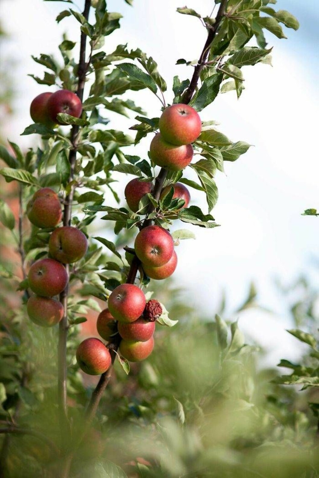 Äppel- eller andra fruktträd. Foto: IBL Äppleträd trädguiden