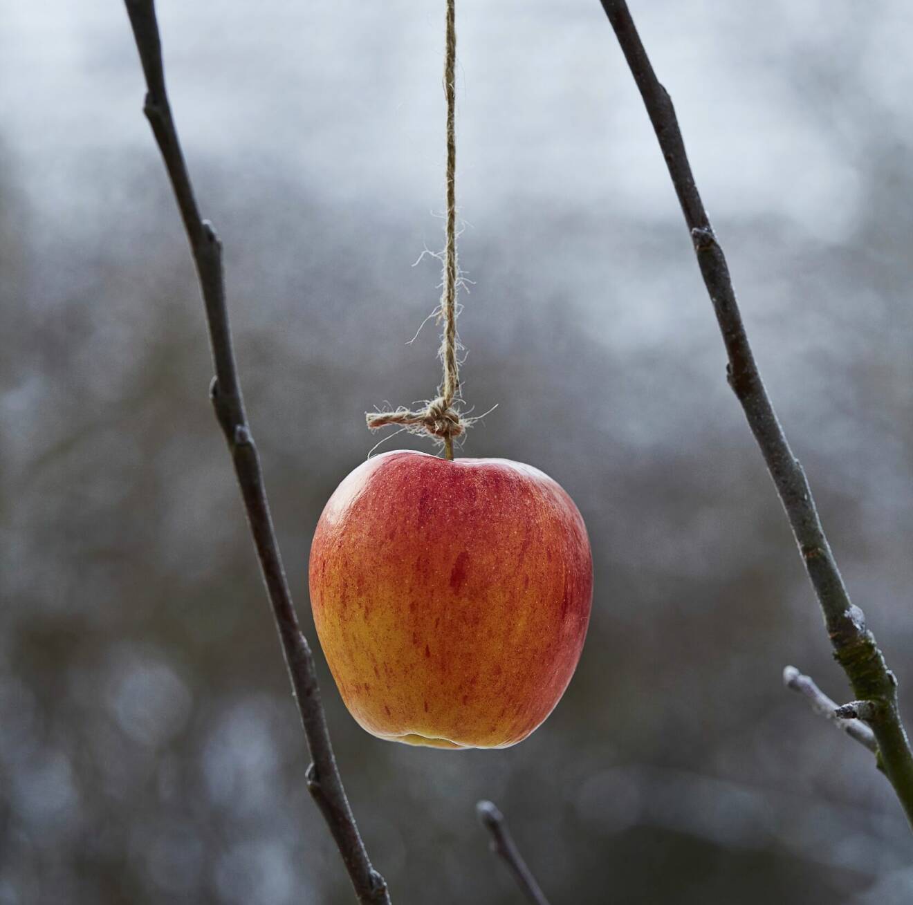Knyt fast äpplen i snören och häng en bit upp i trädet, nära grenar som fåglarna kan sitta och äta från. Vill du göra koltrastarna lyckliga slänger du ut några äpplen på tomten också.