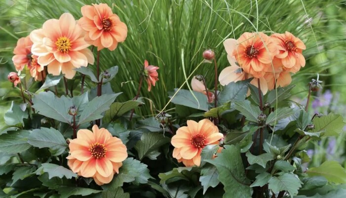 Dahlia 'Dahlietta Surprise Paula'