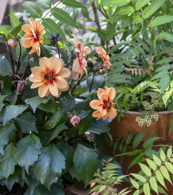 Ha koll så att inte vatten står kvar i grytan. Vi har valt att plantera i en stor plastkruka med hål och använder grytan som en vacker ytterkruka. Aprikosfärgad dahlia i järnkruka.
