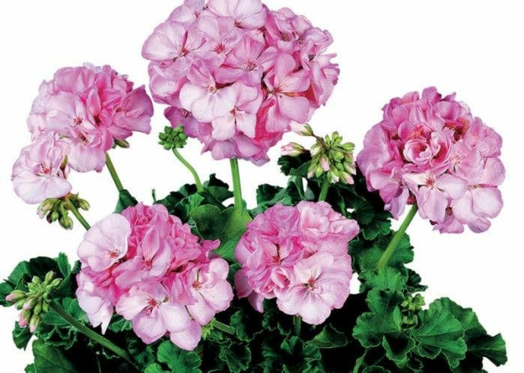 Aquarello. Foto: Blomsterfrämjandet/AB Kjell-Ingvars Pelargonen Aquarello