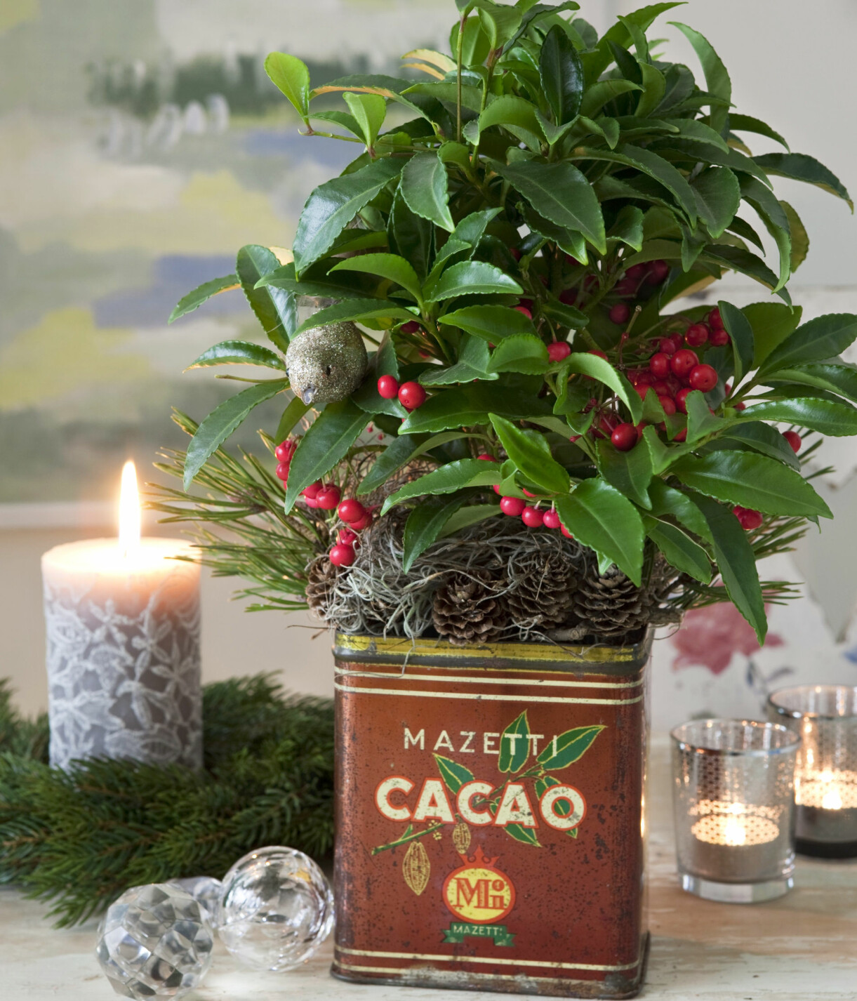 Ardisia planterad i gammal kakaoburk.