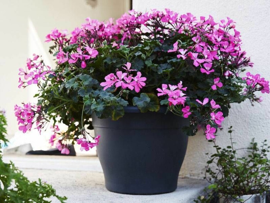 Årets pelargon 2016: Caliente pink
