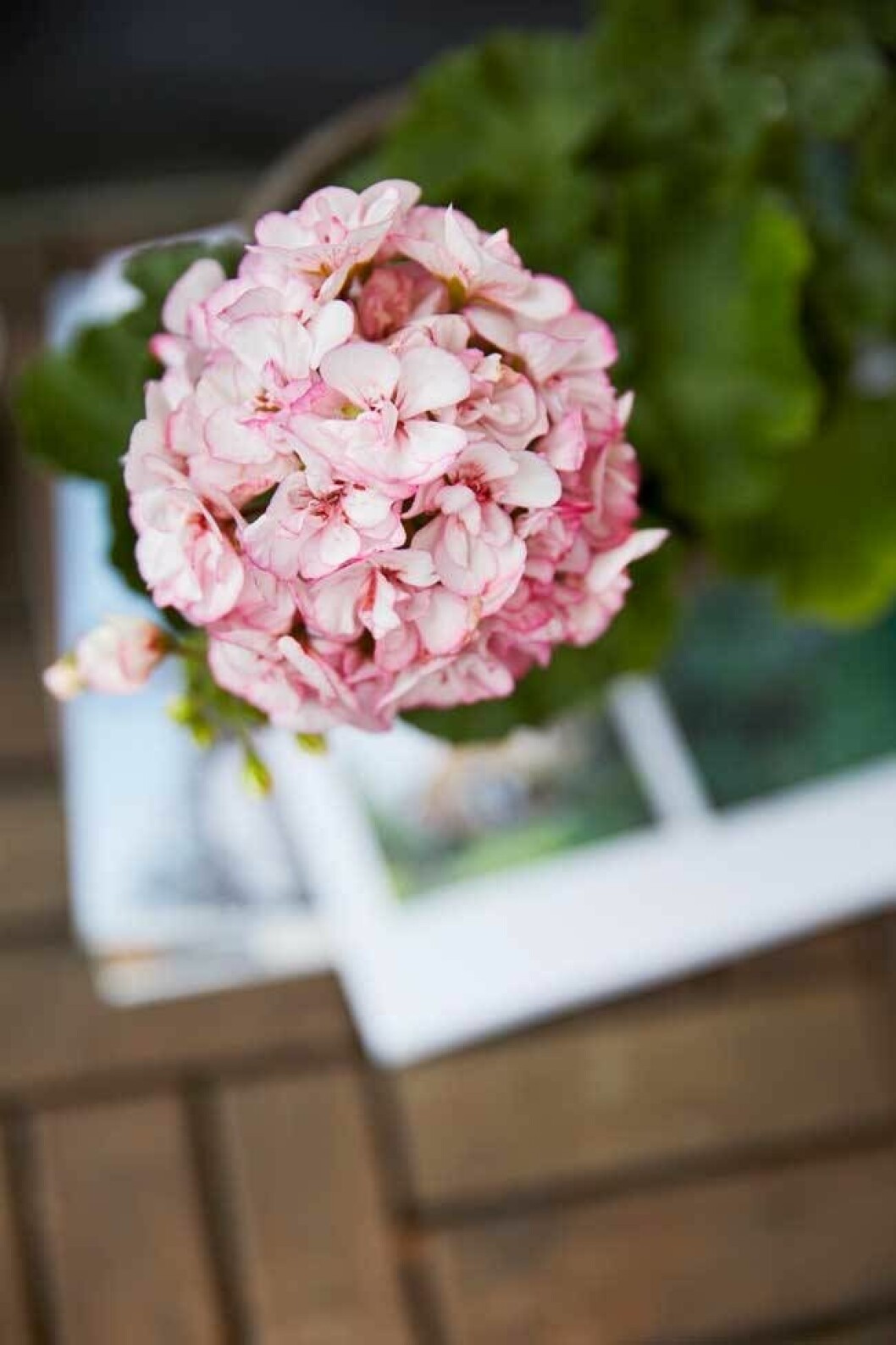 Årets pelargon 2018 – Picotee pink. Årets pelargon 2018 - Picotee pink.