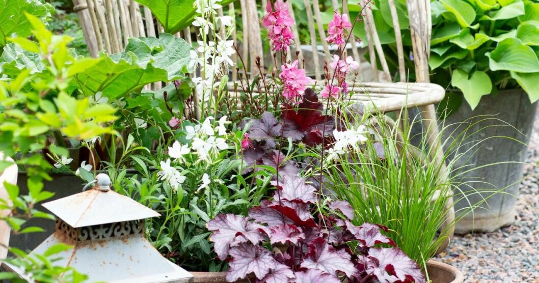 Årets sommarblomma 2018: Lejongap. Foto: Mäster Grön Årets sommarblomma 2018: Lejongap