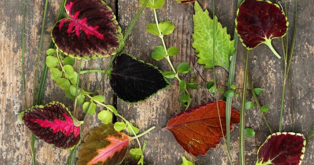 Årets sommarblomma 2019, palettblad, finns i många olika varianter. Foto: Annikas Naturliga Ting / Mäster Grön Årets sommarblomma 2019, Palettblad, finns i många olika varianter.