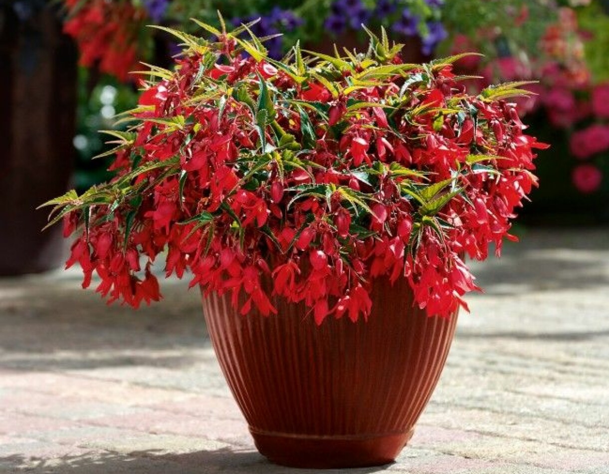 Årets sommarblomma 2020: Boliviabegonia