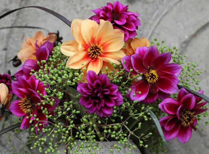 Arrangemang med Årets sommarblomma 2021, Dahlia 'Dreamy'.