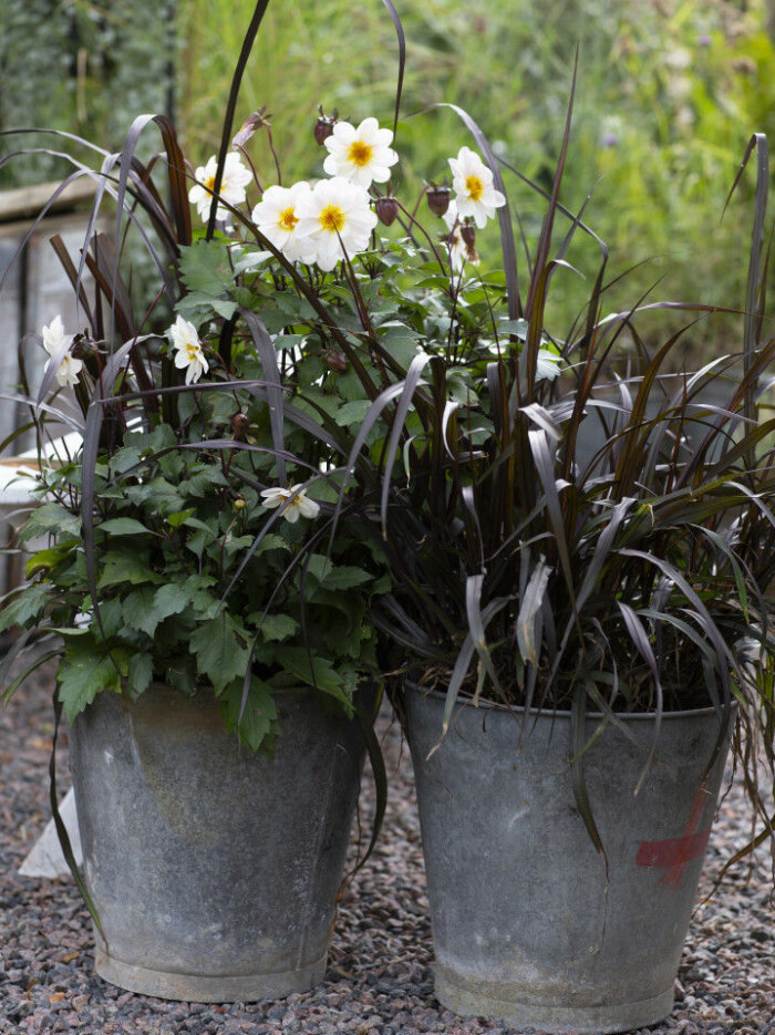 Ett planteringsförslag med Årets sommarblomma 2021.