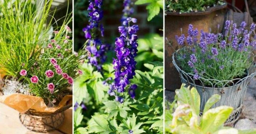 Blommorna lyser i rabatten i Årets Trädgård 2018