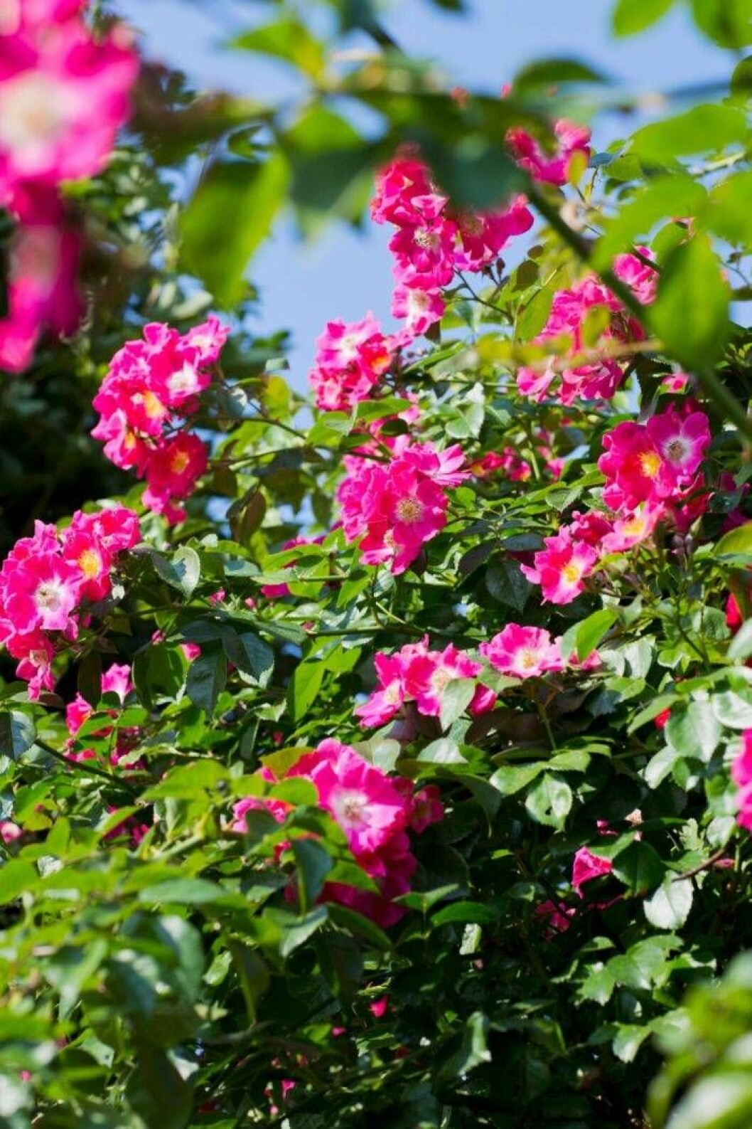 Väldoft. Innanför muren mot gatan växer rosen ’American Pillar’. Den blommar överdådigt och doftar underbart gott. Årets Trädgård 2018 – Rosen American Pillar