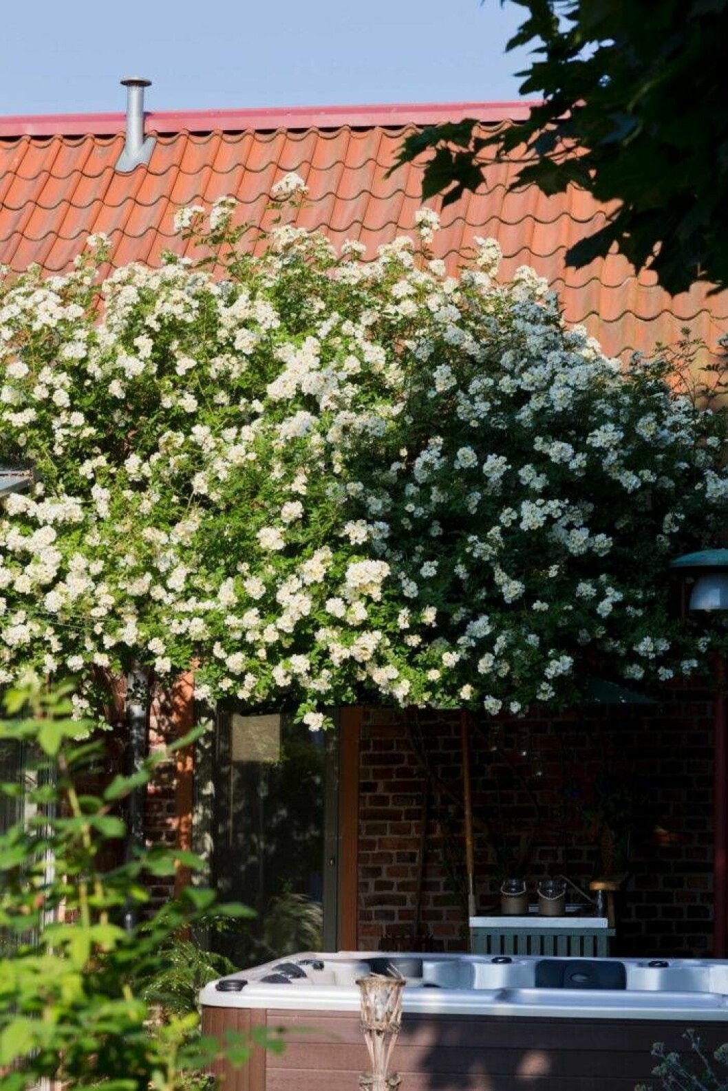 Årets Trädgård 2018 – en vit pion blommar