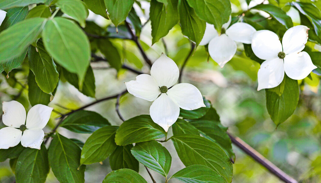 Blomsterkornellen får vackra blommor i slutet av juni. Den är skuggtålig och vill ha sur jord. Blomsterkornellen får vackra blommor i slutet av juni.
Den är skuggtålig och vill ha sur jord.