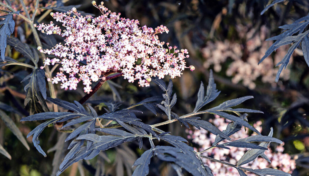 Trädgårdens snackis är undersköna flädern ’Black Lace’. Trädgårdens snackis är undersköna flädern ’Black Lace’.