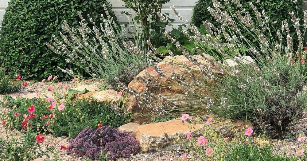 Årets Trädgård 2019