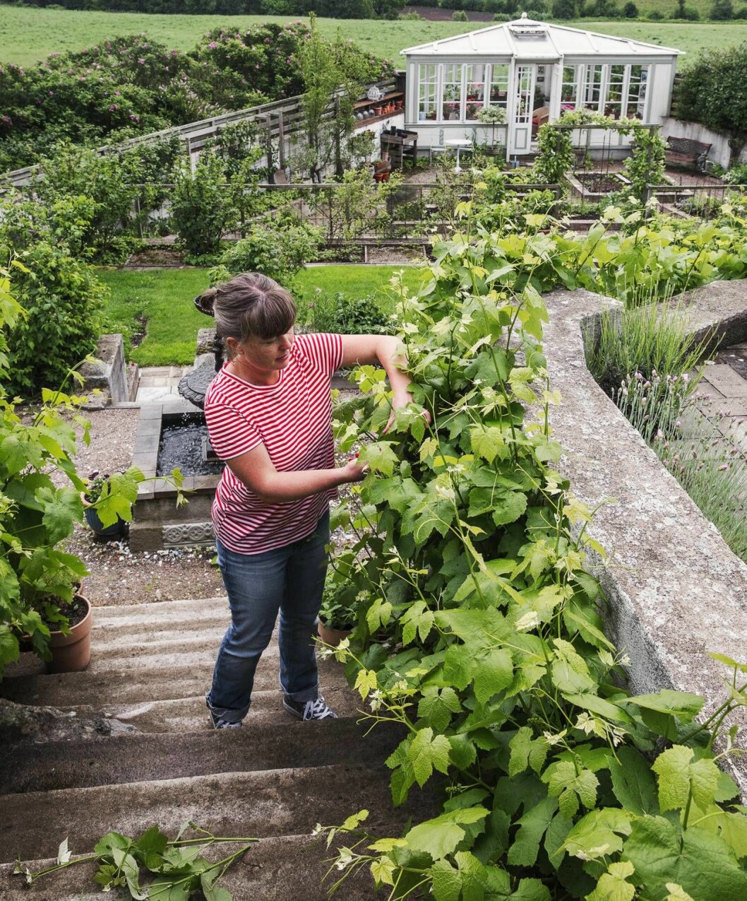 Klipp till. Dags att sommarbeskära vinet som klättrar på muren vid en av alla trappor i trädgården. Här finns mycket att klippa – det gillar Rebecca. Rebecca sommarbeskär vinrankor i Årets trädgård 2019