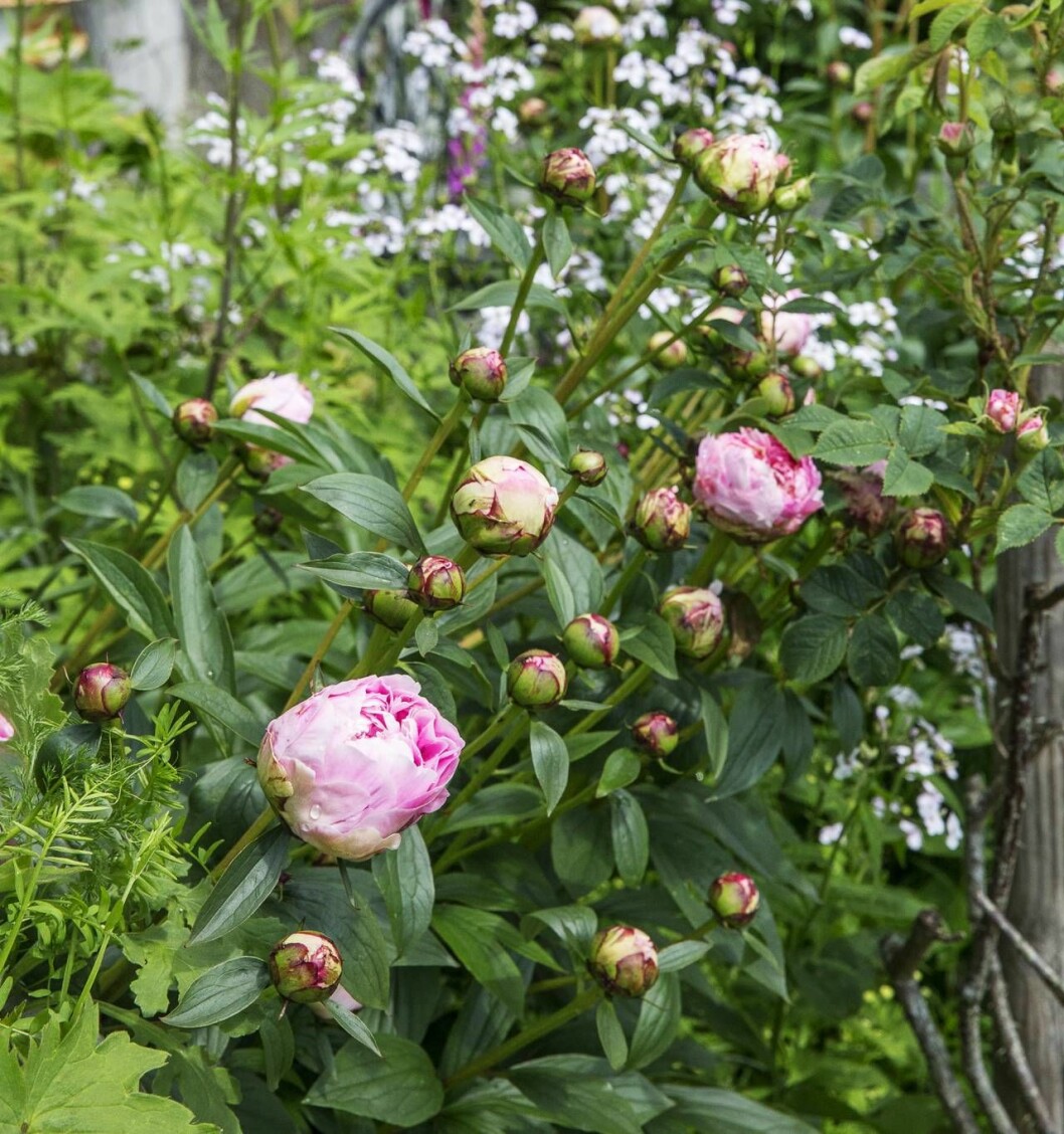 Pioner som snart slår ut i Årets trädgård 2019