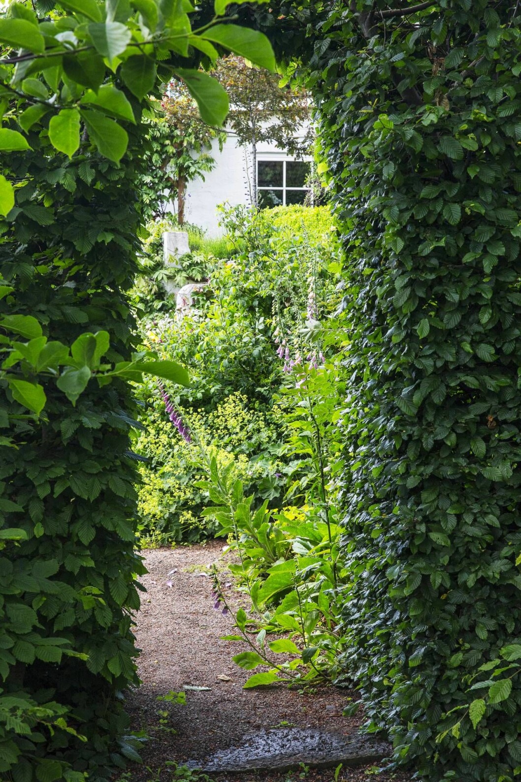 Grön portal. En klippt avenbokshäck skiljer den solbelysta rosenterrassen från den skuggiga körsbärsträdgården. Skillnaden mellan de olika rummen känns extra tydlig när man går genom portalen. Grön portal leder oss vidare in i Årets trädgård 2019