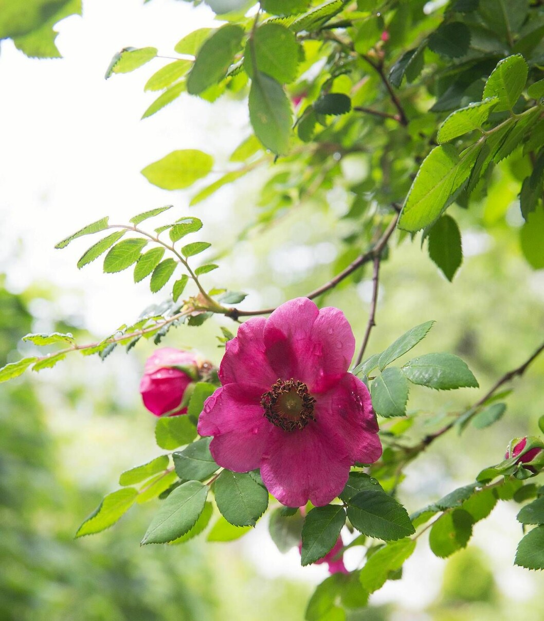 Underbar rosa mandarinros som heter ’Higdownensis’. Blommar på försommaren. rosa mandarinros