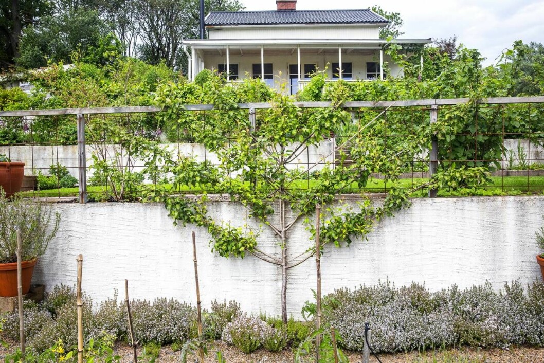 Spaljerat. Mot muren i köksträdgården står spaljerade träd av äpple, päron och persika. Det sparar plats och är vackert. Träden trivs med att växa mot den varma muren. På marken – ett hav av timjan. Mot muren i köksträdgården står spaljerade träd av äpple, päron och persika. Det sparar plats och är vackert. Träden trivs med att växa mot den varma muren. På marken – ett hav av timjan.