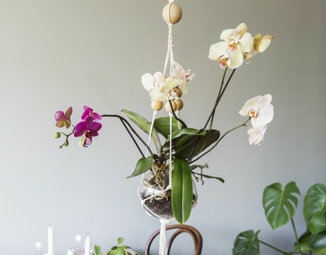 Ett svävande arrangemang. Varför inte låta orkidéerna sväva från taket? Häng upp blommorna i en ampel och låt den pryda sin plats över ett bord eller liva upp ett hörn av hemmet! När du planterar orkidéer i glaskruka är det enklare att bedöma om plantan behöver vattnas. Är rötterna ordentligt gröna kan vattningen vänta. Foto: Pernilla Ahlsén Arrangemang av orkidéer som svävar i luften.