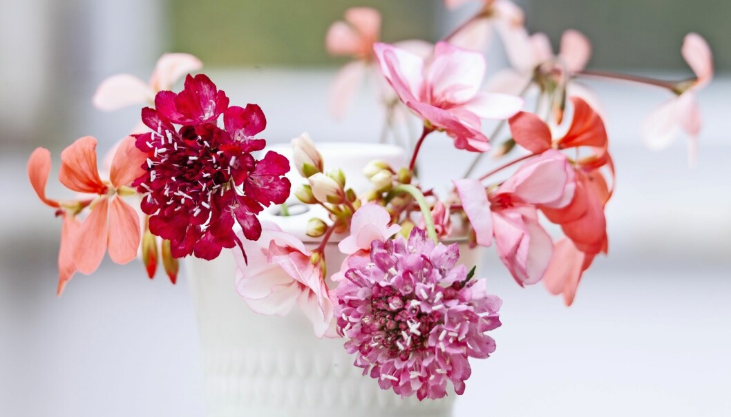 Pytteliten vas med praktvädd ’QIS Scarlet’ och ’Salmon Queen’ tillsammans med laxrosa ringpelargon, Pelargonium frutetorum, som plockats från en kruka på uteplatsen.