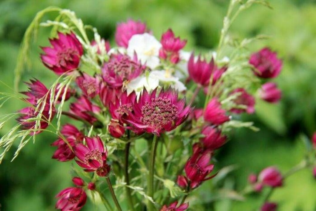 Stjärnflockan, Astrantia major ’Star of Passion’, är fantastisk i buketter. Foto: Perenner.se Stjärnflockan Astrantia major