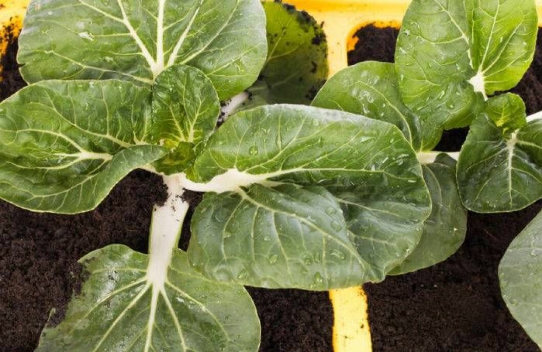 Foto: IBL Bildbyrå Återodla grönsaker. Bok Choy får bra att återplantera i jord hemma.