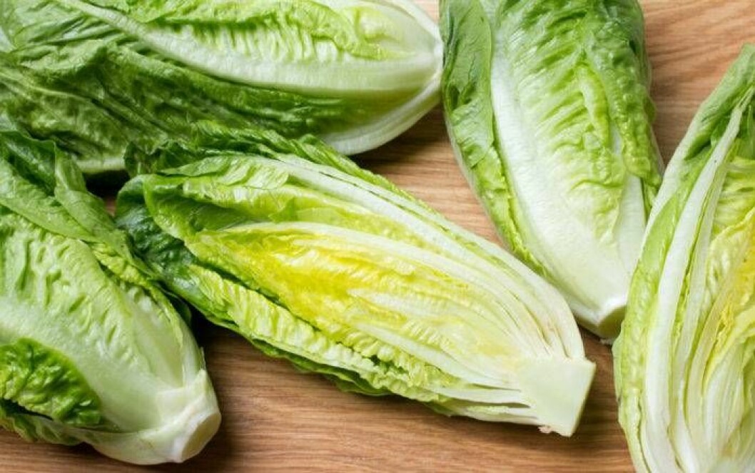 Foto: IBL Bildbyrå Återodla grönsaker. Romansallad går fint att återplantera.
