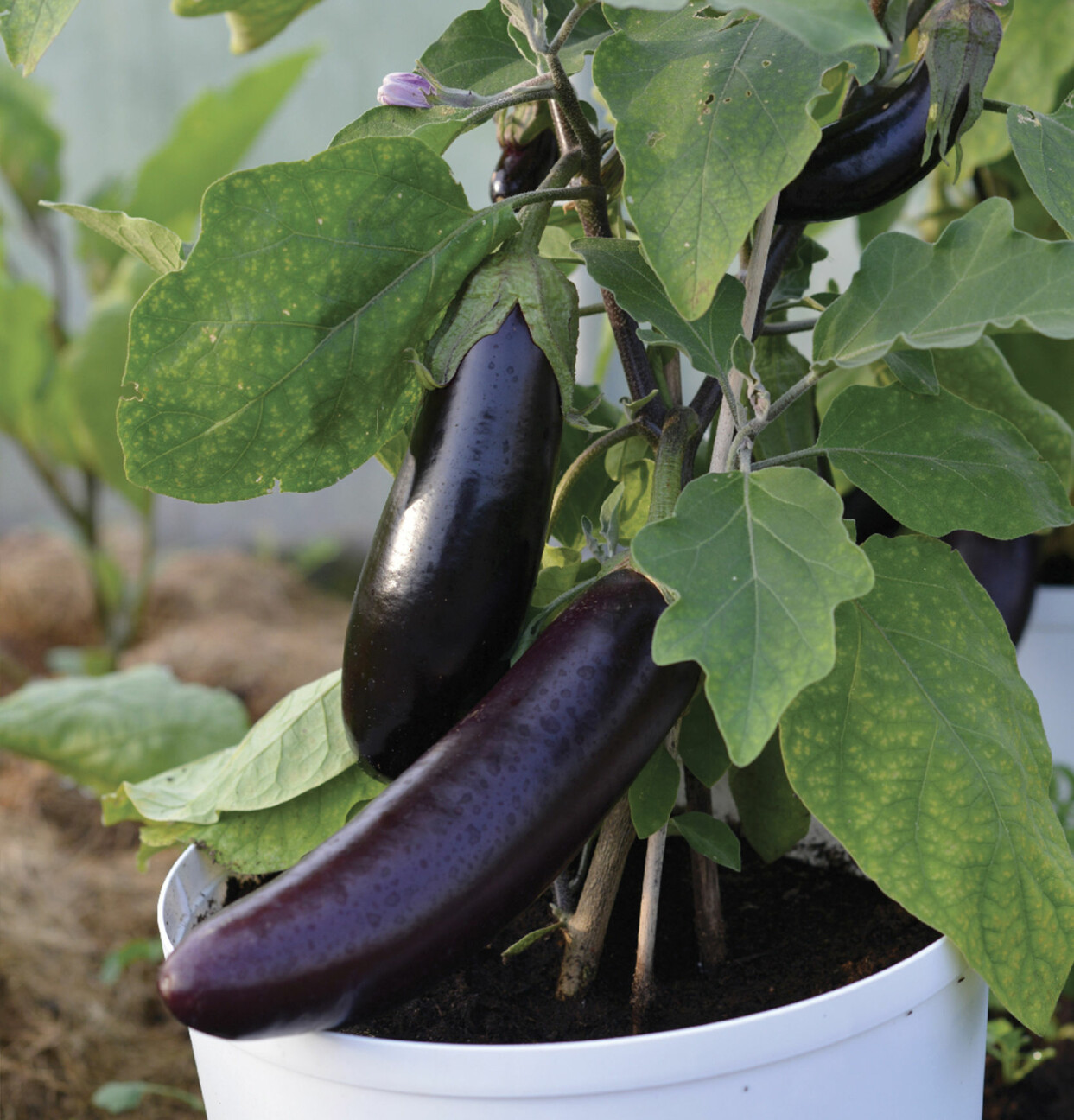 Ibland är det kul att
prova något nytt.
Aubergine hör inte till de vanligaste grönsakerna
i svenska växthus, men ’Teresa’ är en tidig sort som blir ätmogen ca 4 månader efter sådd. Kan även odlas på friland, men endast i varma och mycket skyddade lägen. Plantan blir ca 60 cm hög, frukterna ca 20 cm långa. Nelson garden. Aubergine ’Teresa’.